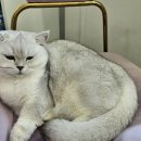 묘냥묘냥 이미지