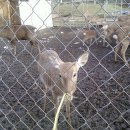 치악산 사슴농장 이미지