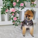 댕댕이 미장원 이미지