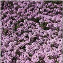 소라아파트앞 이미지