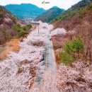 금산인삼약초시장사거리 | 충남 금산 보곡산골 산벚꽃 자생 군락지 &amp; 축제 가이드 2026🌸