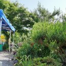 장미펜션 이미지