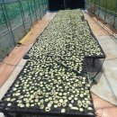 풍년농장 이미지