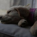 한결동물의료센터 이미지