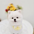 똥강아지 애견샵 | 연신내 애견미용 사랑해똥강아지 27년 경력 원장님 스파케어까지 직접