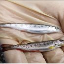 유상수산 이미지