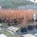 해병농원 이미지