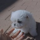 내사랑 강아지 이미지