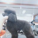 베스트강북애견미용학원