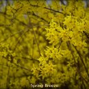 Spring Breeze 이미지