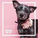 해피도그 이미지