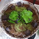 설빙광명하안점 이미지