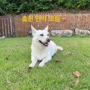 청해민박 | [홍천 민박 또랑] PART.2 마당 즐기기_또랑의 수영장과 바베큐장_홍천 중형견 애견 독채펜션_홍천 애견...