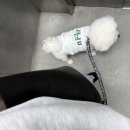 댕린이 보호구역 이미지