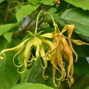 일랑일랑 [카낭가, 향수나무, ylang-ylang, Cananga odorata] 이미지