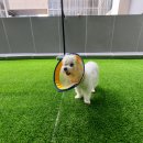 오랑개 용인흥덕점 네이버블로그