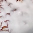 누구나 쉽게 만드는 영양떡 이미지