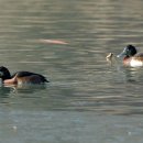 붉은가슴흰죽지(Baer&#39;s Pochard) 이미지