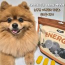 도리푸드 | 9살 강아지 도리의 기력관리｜트러스티푸드 비건 한방 영양제 먹여본 후기