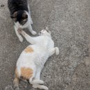 꼬미보리밥