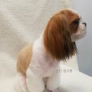 광명해수 네이버블로그