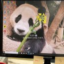 푸바오PC | [에버랜드] 판다월드 오픈런 대성공🐼_바오 가족들 다 보기🖤