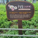 삼문동둔치길(삼문송림) | 밀양의 여의도 삼문동, 밀양강 둔치공원 소나무 숲 '삼문 송림'(2025. 6. 27. 금)