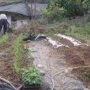 아내의 텃밭 이미지