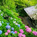 레이유이디저트 | [도쿄근교/추천명소]2026 관동 수국 전철 4선｜가마쿠라 에노덴·하코네 밤의 수국호·도쿄 수국 산책