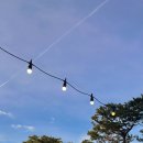 물만난 강아지 이미지