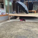 포리네 민박 이미지