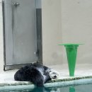 해달비 | [오사카-미에현] 해달이 있는 도바 수족관