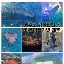 ㈜시원 | 제주도 가볼 만한 곳 아쿠아플라넷 제주 방문 후기