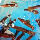 울진대게궁7호 | 울진 죽변 맛집 울진대게궁7호 콧구멍에 바람이 솔솔~