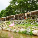 겨우리애견 이미지