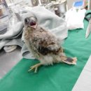 부산야생동물치료센터 이미지