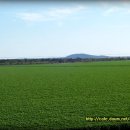 목화농장 이미지