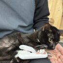 고미발톱 이미지