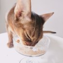 와즈펫(wispet) 이미지