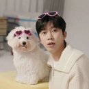 시월 임영웅 반려견 <b>시월</b>이 | 임영웅 강아지