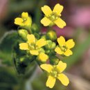 꽃다지 앞 이미지