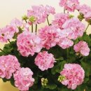 하일농장 이미지