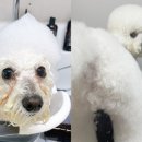 즐거운그루밍 이미지