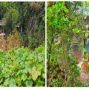 이동백 소리길 이미지