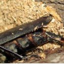 장수하늘소 이미지