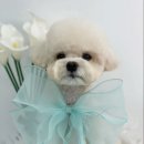 단비네펫살롱 이미지