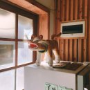 합천사누키우동 이미지