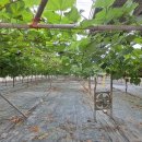 진호농장 이미지