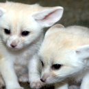 어린왕자 이미지