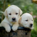 하얀강아지 이미지